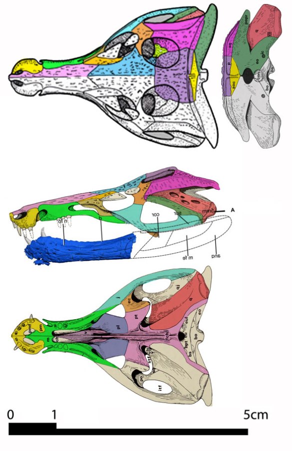 Figure 1. The well-known skull of tiny Orthosuchus. Note the concave maxilla and dentary, resulting in a large gap.