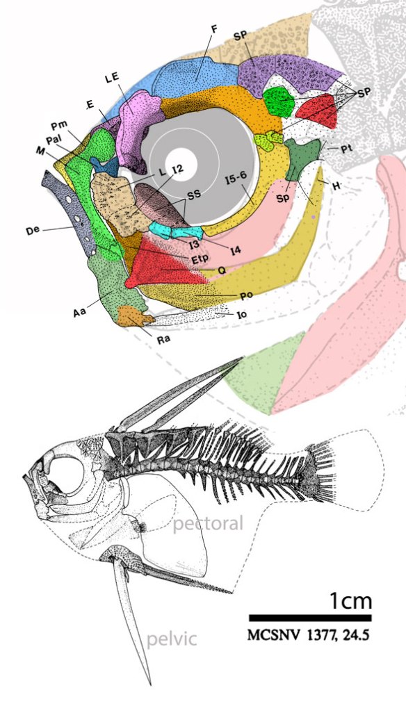 Figure 1. Plectocretacicus skull and overall. This tiny fish is the phylogenetically miniaturized transitional taxon linking amberjacks and tetraodontiformes. 