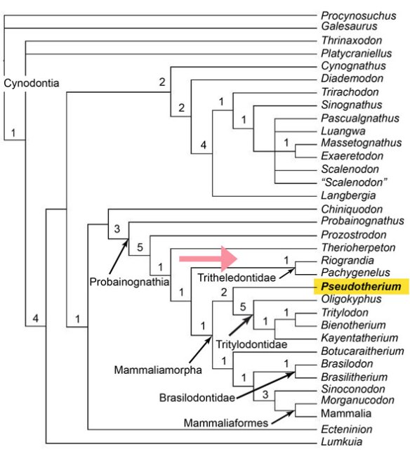Figure 2. Cladogram from Wallasc, Martinez and Rowe 2019. Pink arrow added where LRT nests Pseudotherium. 