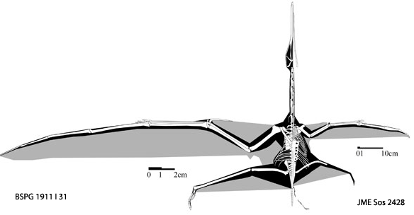 Figure 1. Quetzalcoatlus in dorsal view compared to two much smaller azhdarchids from the Solnhofen formation, JME-Sos 2428, a flightless pterosaur, and BDPG 1911 I 31, a volant pterosaur. The wingspan of Quetzalcoatlus does not match that of the much smaller azhdarchid, so perhaps the giant was unable to fly. At least, this is the evidence for flightlessness.
