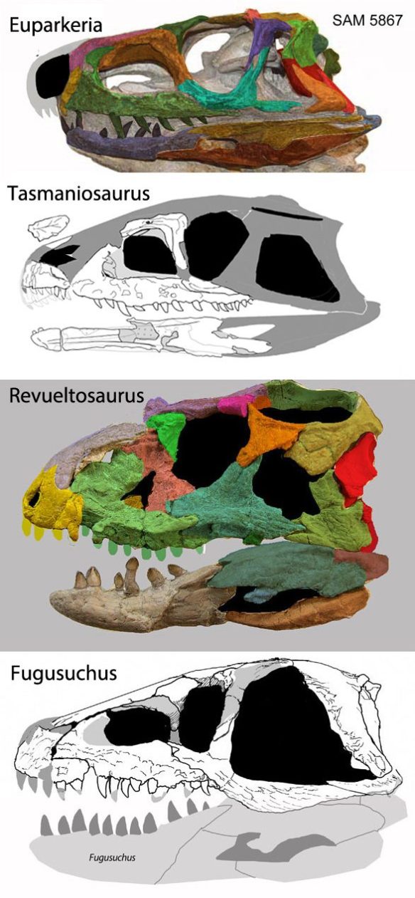 Figure 1. How the LRT nests Revueltosaurus, as a basal euparkeriid, between Tasmaniosaurus and Fugusuchus. 
