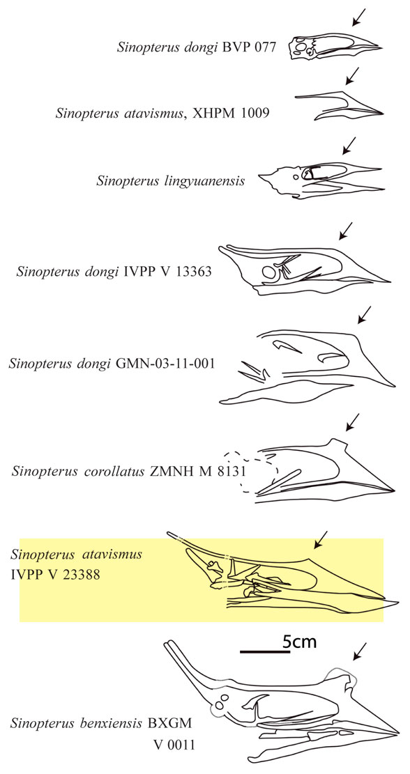 Figure 3. Sinopterus skulls presented by Zhang et al. 2019.