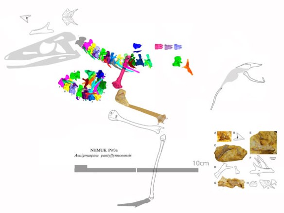 Figure 1. The bits and pieces of Aenigmaspina, reconstructed with an uncurled set of cervicals, plus some possibly associated parts. 