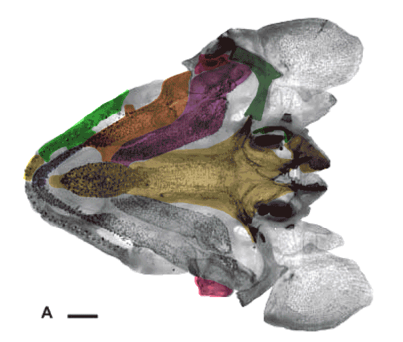 Figure 2. Erpetoichthys palate from Claeson et al. 2007, colors added. 
