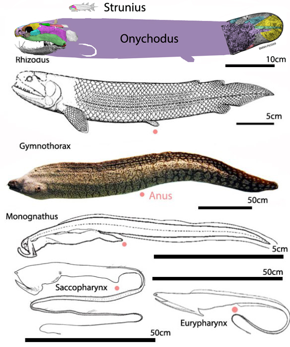 Figure 2. The ancestry of Eurypharynx extends to moray eels and rhizodontid lobe fins, like Onychodus (Fig. 1)