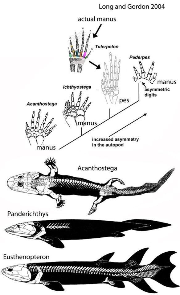 Figure 2. Combined figures from Long and Gordon 2004 showing the traditional evolution of traits at the fin-to-finger transition. 