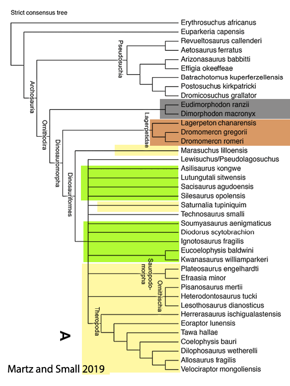 Figure 6. Three cladograms from Martz and Small 2019 nesting Kwanasaruus with silesaurids. 