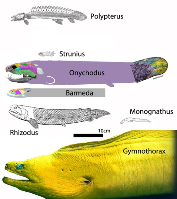 Figure 1. The tail tip is added to Onychodus and a body is added based on phylogenetic bracketing. Interesting comparing the much larger body of Gymnothorax given the relatively similar-sized skulls in Onychodus and Gymnothorax.