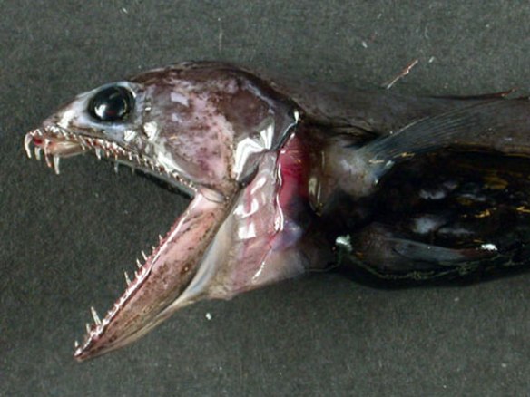 Figure 1. Chiasmodon is what happens to a lizardfish that gets used to deeper seas. 
