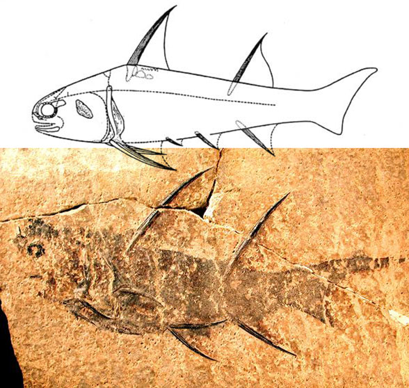 Figure 3. Diplacanthus, a Mid-Devonian acanthodian with proportions similar to those of a young Hybodus, shorter with longer spines. 