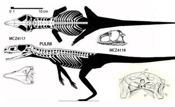 Figure 1. Gracilisuchus revised with the subtraction of limbs and tail.  Romer added limbs and a tail that are erased here.