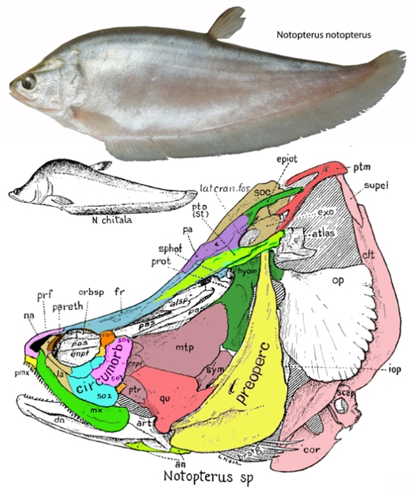 Figure 3. Perleidus shares many traits with the extant knife fish, Notopterus, a taxon not mentioned in the abstract. 