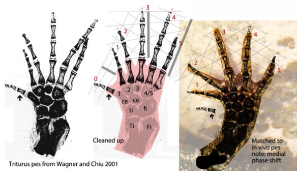 Figure 1. Left to right: Original illustration from Wagner and Chiu 2001. Cleaned up and labeled. Placed on top of an in vivo pes with a phase shift movement of the metatarsals. Some toes are curled, so the graphic bones extend beyond the curl. 