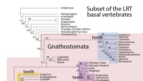 Figure 4. Subset of the LRT with the addition of several jawless taxa.