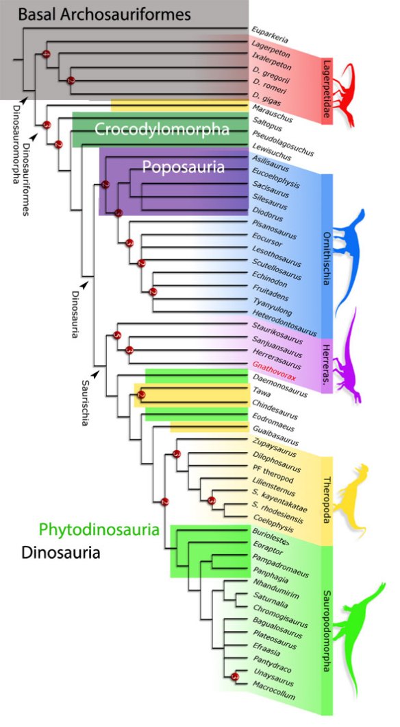 Figure 2. Cladogram from Pacheco et al. 2019. Colors added over the nodes to show where taxa nest in the LRT. 
