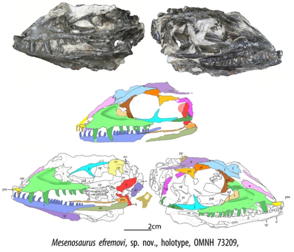 Figure 1. ?Mesenosaurus efremovi, left and right sides from Maho et al. 2019. Colors added using DGS techniques. Note the antorbital fossa and fenestra.
