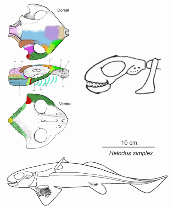 Figure 1. Helodus skull drawings from xxx 1938 show no skull sutures. Colors are applied with blending edges to show were bones are based on tetrapod homologs. 
