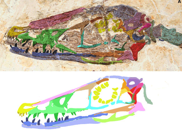 Figure 2. Wulong skull, original diagram, DGS colors applied to bones and reconstruction based on the DGS tracings. 