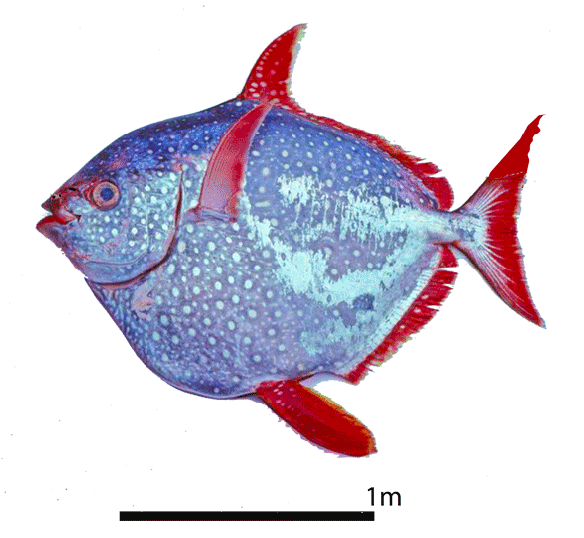 Figure 2. More traits unite the opah with the flying fish than separate these two, given the present taxon list. 