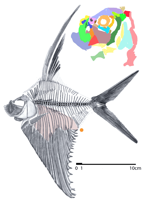 Figure 1. Rhombichthys, a tiny Late Cretaceous tarpon with deep scutes creating a sternum.