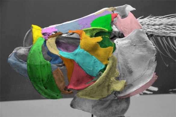 Figure 2. Tarpon (Megalops) skull with tetrapod skull colors added. Note the large plate like postorbital and jugal here. Compare to Figure 3.