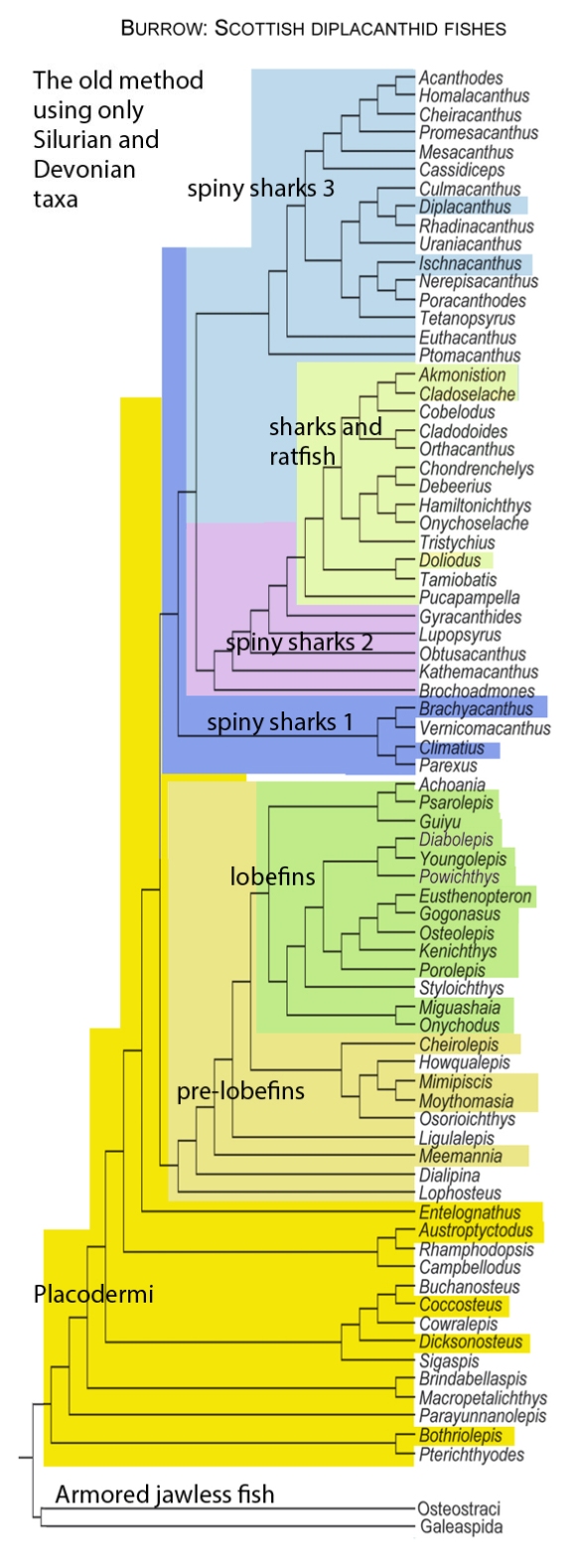 Figure 1. Cladogram from Burrow et al. 2016 (colors added here) showing the origin of Acanthodii from Placodermi using only Silurian and Devonian taxa. Compare to figure 3.