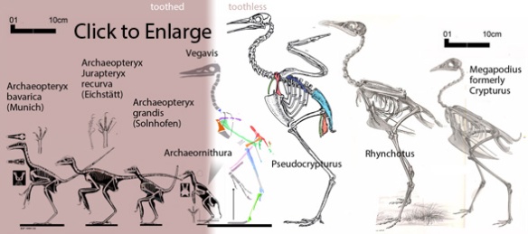 Figure 2. Click to enlarge. Origin of birds from Archaeopteryx to Megapodius. 