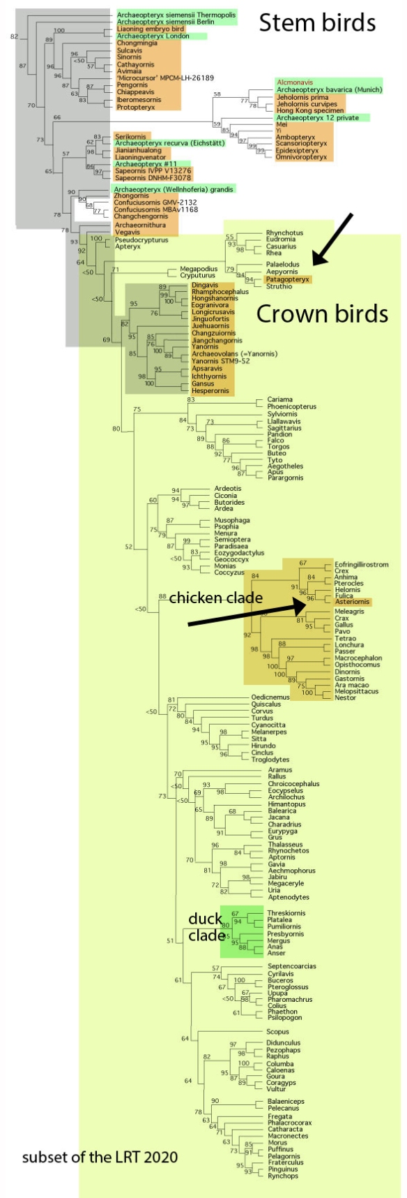 Figure 3. Subset of the LRT focusing on birds. Note the separation of the duck clade from the chicken clade.