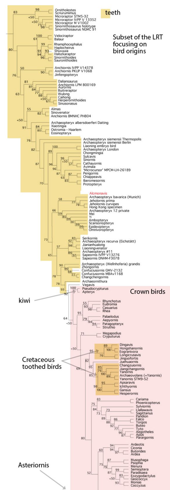 Figure 2. Subset of the LRT focusing on bird origins. Crown birds and toothed birds are highlighted.