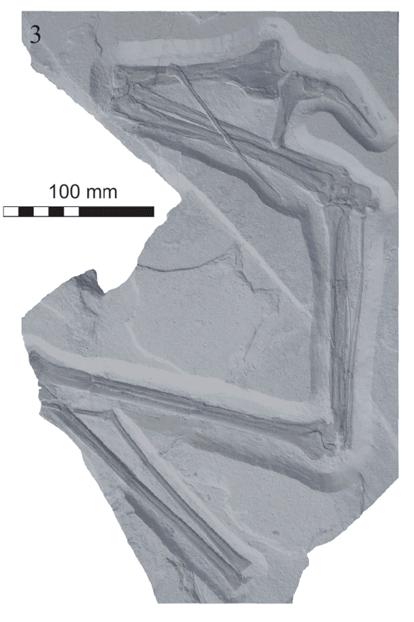 Figure 1. The SMNK 6990 wing from Elgin and Hone 2020. Contrast was raised from the original photo. Metacarpal 1 is actually mc3. Reconstruction in figure 3. 