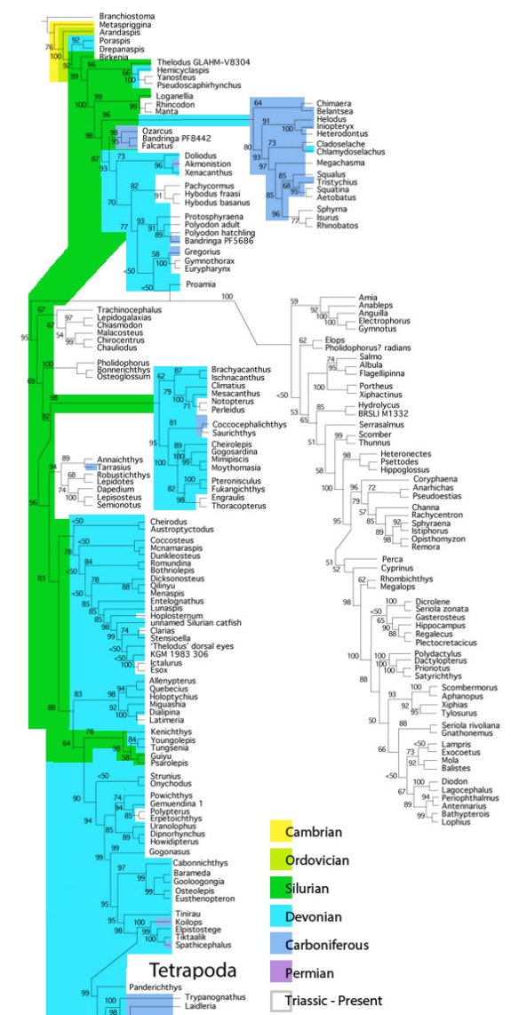 Figure 1. Subset of the LRT focusing on basal vertebrates (= fish). Colors indicate time periods. This chart documents the lack of fossils for several clades and genera in the Silurian and Devonian.