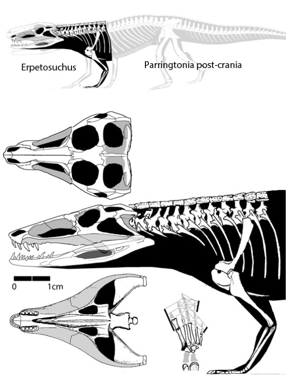 Figure 1. Erpetosuchus in several views. Here the post-crania of Parringtonia is added. 