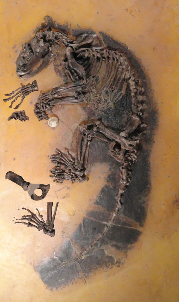 Figure 1. One of five complete skeletons of Kopiodon known from the middle Eocene Messel pits. A hand, foot and pelvis are layered to extend the fingers and toes for scoring. 