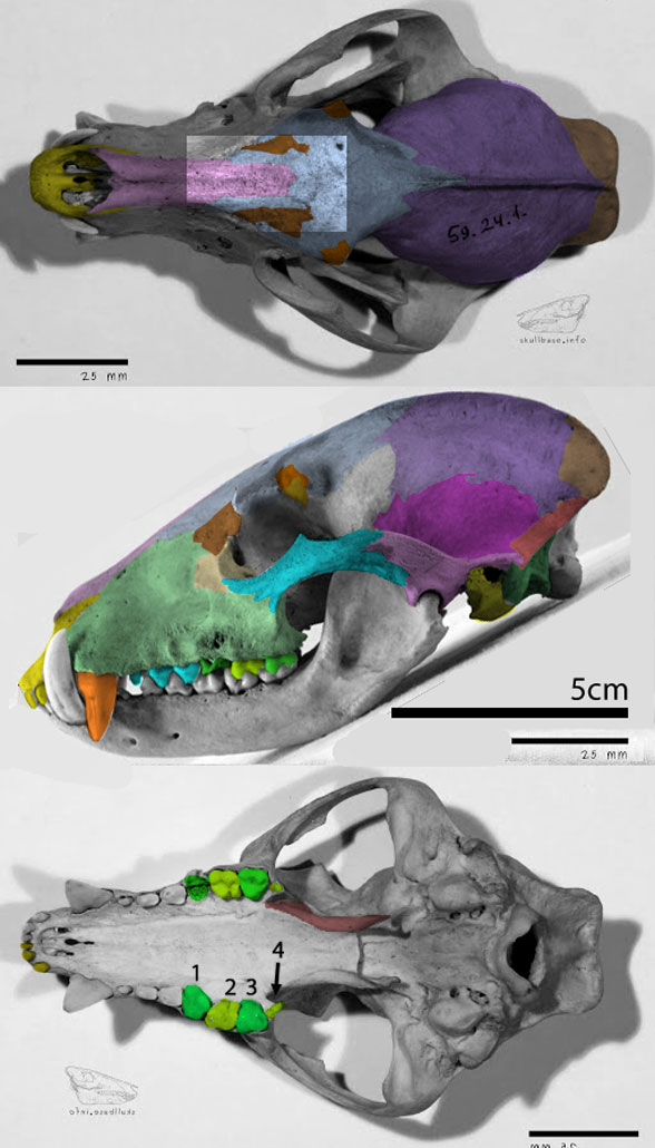 Figure 3. Nasua, the coatimundi. Compare this skull to that of Kopidodon in figure 2. 
