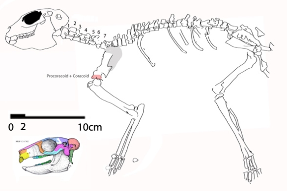 Figure 2. Miocene Paedotherium was excluded by Krause et al. It nests with Late Cretaceous Adalatherium in the LRT.