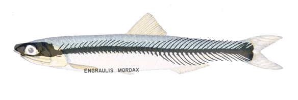 Figure 2. Engraulis the anchovy.