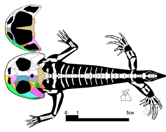 Figure 5. Gerrobatrachus adult.