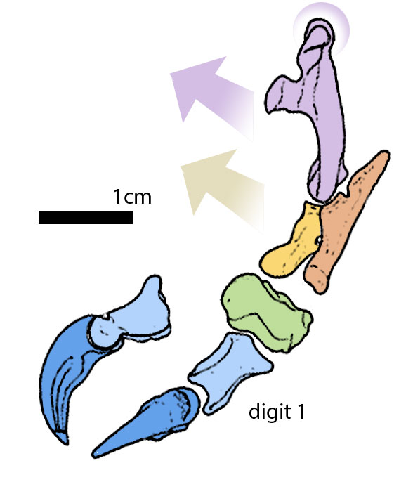 Figure 1. Forelimb of Mononykus. Large deltopectoral crest pulls humerus toward the sternum like a clasp. 