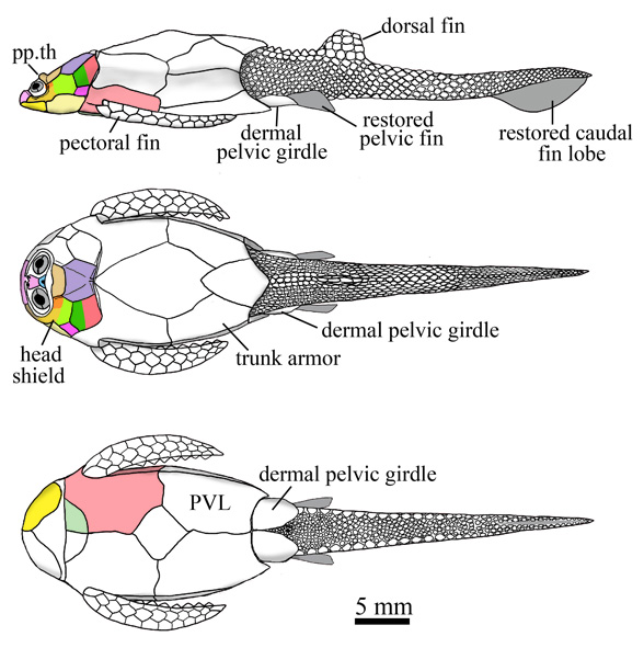 Figure 1. Parayunanolepis, an antiarch placoderm and the subject of the Hu et al. paper. 
