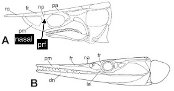 Figure 2. Skull of Tanyrhinichthys (above) with two bones relabeled. The other fish, Saurichthys, is clearly unrelated.