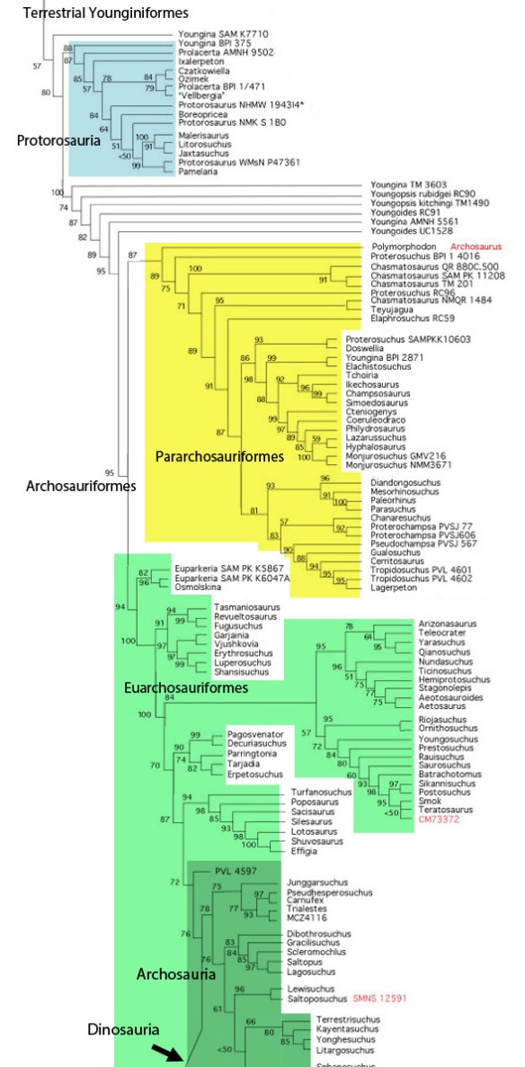 Figure 1. Subset of the LRT focusing on Archosauriformes. Clade colors match figure 2 overlay.