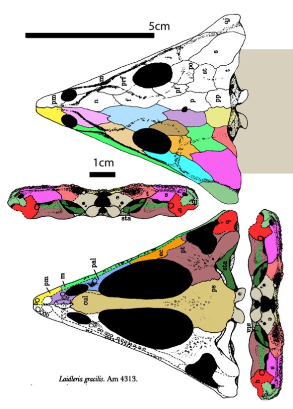 Figure 6. Early tetrapod Laidleria. The intertemporal disappears from the dorsal skull and the hyomandibular / stapes dark green)  is oriented horizontally here without a quadrate connection.