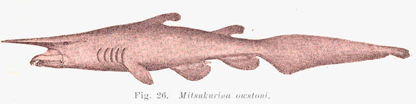 Figure 2. Classic diagram of the goblin shark, Mitsukurina. 