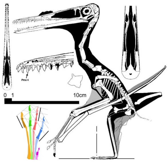 Figure 1. Reconstruction of Pterodactylus antiquus made prior to Tischlinger 2020.
