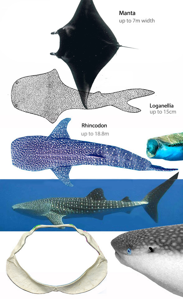 Figure 11.  Manta compared to Thelodus (Loganellia) and Rhincodon. All three have a terminal mouth essentially straight across, between the lateral eyes, distinct from most fish. Note the lack of teeth. 