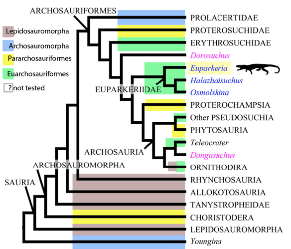 Figure 2. Sookias et al. 2020 cladogram lacks enough taxa compared to the LRT (Fig. 2) and so shuffles clades here. Here crocs nest within 'Other Pseudosuchia' and pterosaurs nest within Ornithodira, two clades invalidated by the LRT by adding taxa. Promoting this outdated myth of interrelationships in 2020 is not professional.