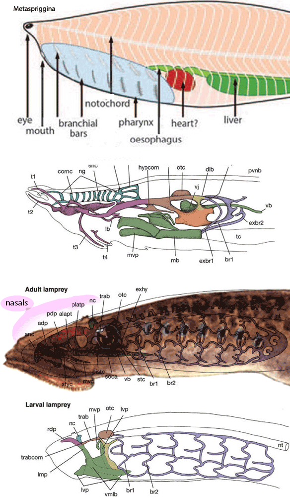 Figure 1. Hagfish and lamprey cranial organs compared to the lancelet, Metaspriggina. 