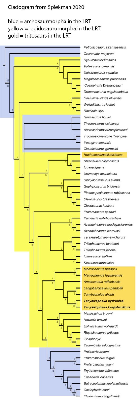 Figure 2. Cladogram from Spiekman et al. 2020. Colors added here to show mixing of archosauromorphs and lepidosauromorphs from the LRT. 