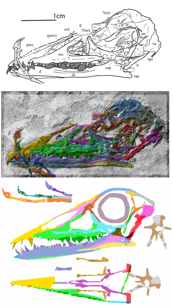 Figure 3. Bergamodactylus skull in situ and reconstructed. Wild 1978 tracing above. 
