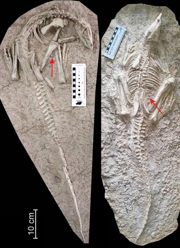 Figure 7. Changmiania, both specimens in situ.
